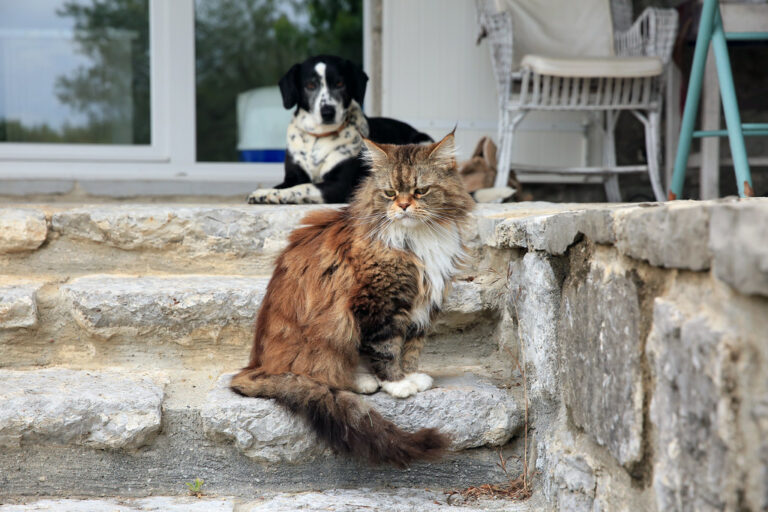 Dogs vs Cats: Which is better for the Mental Health of Seniors?