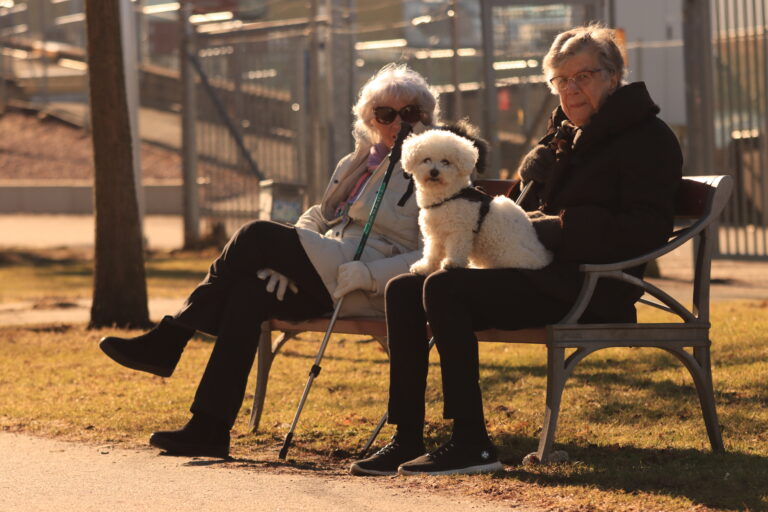 Top 4 dogs for Seniors: